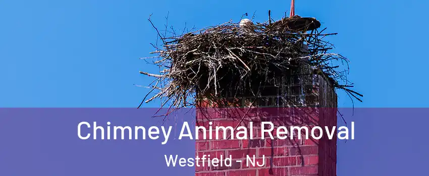  Chimney Animal Removal Westfield - NJ
