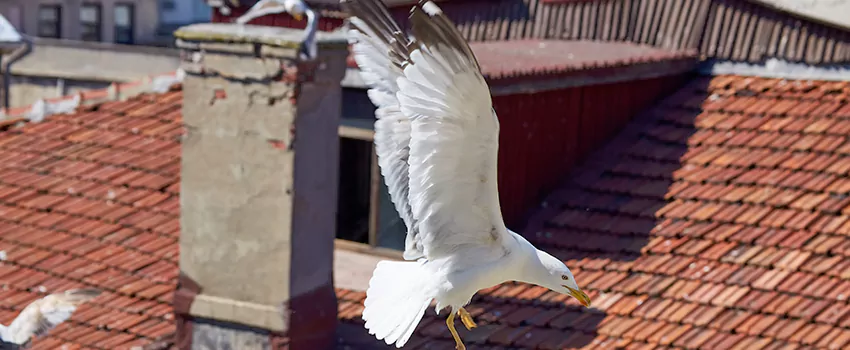 Residential Chimney Animal Removal Solution in Westfield, NJ