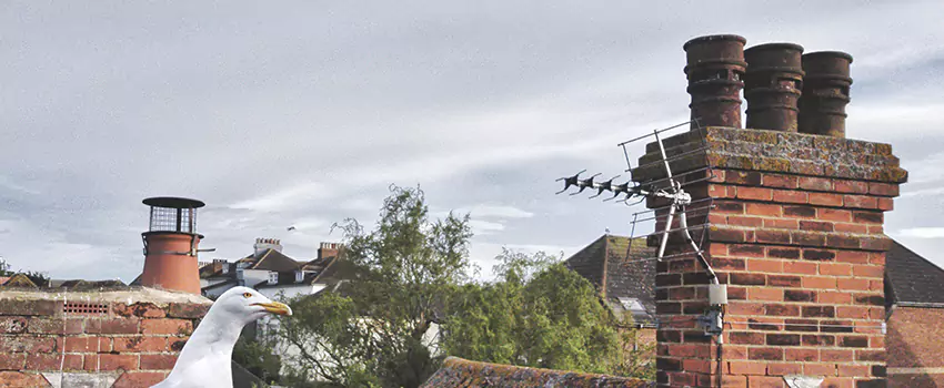 Chimney Cleaning And Restoration in Westfield, New Jersey